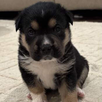 German Shepherd Dog and Great Pyrenees Dogs Available for Adoption in Brownsboro, Alabama - PoohBear | PetCurious