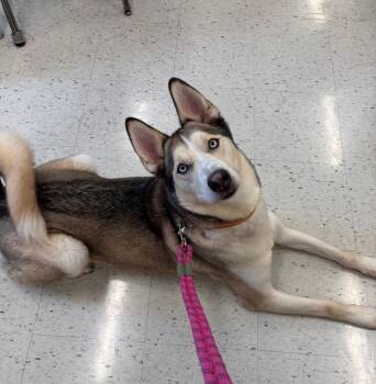 Rescue Husky Dogs for Adoption in Shepherdsville, Kentucky - Helios | PetCurious