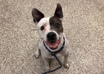 Pit Bull Terrier and Mixed Breed Dogs Available for Adoption in Colorado Springs, Colorado - BUTTERSQUACH | PetCurious
