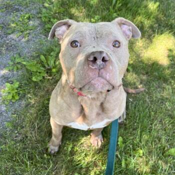 Sabine -  Mixed Breed Dog for Adoption in Fairport, New York - Sabine | PetCurious