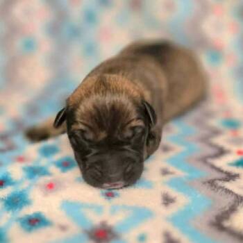 Retriever and Mixed Breed Dogs Available for Adoption in Wadena, Minnesota - Celestial | PetCurious