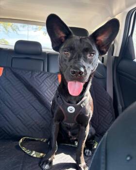 Roo -  Australian Kelpie and German Shepherd Dog Dog for Adoption in Lincoln, Nebraska - Roo | PetCurious