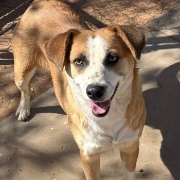 Boxer and Hound Dogs Available for Adoption in Kanab, Utah - Dandelion | PetCurious