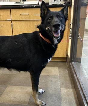 HENNY -  German Shepherd Dog and Mixed Breed Dog for Adoption in Santa Rosa, California - HENNY | PetCurious