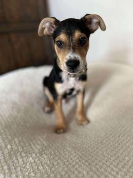 Rescue Mixed Breed Dogs for Adoption - Bolt | PetCurious