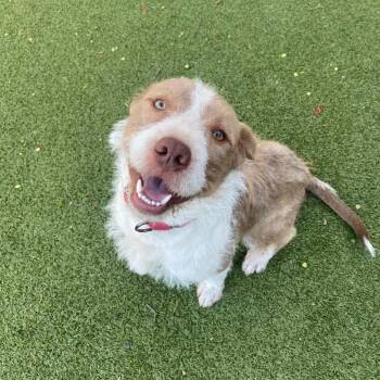 Terrier Dogs Available for Adoption in New Bedford, Massachusetts - Teddy | PetCurious