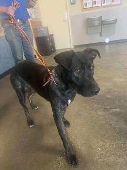 Found stray: Lotte -  Dutch Shepherd Dog for Adoption in Rockwall, Texas - Found Stray: Lotte | PetCurious