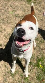 LOKI -  Mixed Breed Dog for Adoption in Belmont, New York - LOKI | PetCurious
