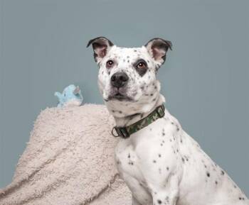 PABLO -  Terrier and Mixed Breed Dog for Adoption in Brentwood, Missouri - PABLO | PetCurious