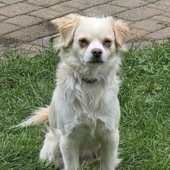 Chihuahua Dogs Available for Adoption in Coldwater, Michigan - Jimmy | PetCurious