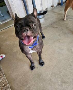 Chicharron -  French Bulldog and Pit Bull Terrier Dog for Adoption in El Centro, California - Chicharron | PetCurious