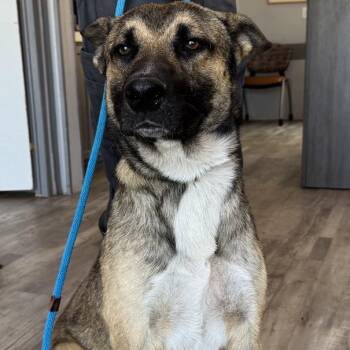 Shepherd Dogs Available for Adoption - Mocha | PetCurious