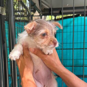 Blossom -  Terrier and Chihuahua Dog for Adoption in Venice, Florida - Blossom | PetCurious