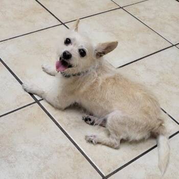Lily -  Terrier Dog for Adoption in Grand Island, Nebraska - Lily | PetCurious
