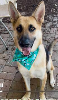 Atlas -  German Shepherd Dog Dog for Adoption in Greeneville, Tennessee - Atlas | PetCurious