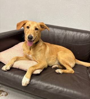 Rescue Golden Retriever and Labrador Retriever Dogs for Adoption in Los Angeles, California - Amelia Bedelia | PetCurious