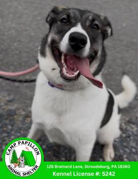 Zoey -  Alaskan Malamute and Norwegian Elkhound Dog for Adoption in Stroudsburg, Pennsylvania - Zoey | PetCurious