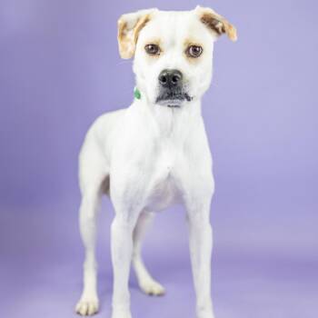 Ghost -  Boxer Dog for Adoption in Portland, Oregon - Ghost | PetCurious