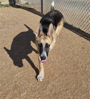 ODETTE -  German Shepherd Dog and Mixed Breed Dog for Adoption in Killeen, Texas - ODETTE | PetCurious