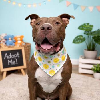 Pit Bull Terrier Dogs Available for Adoption - Bear  | PetCurious