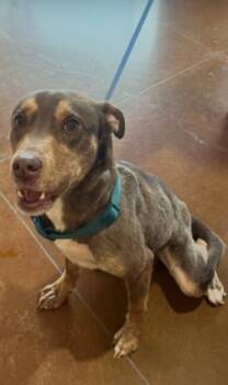 Rescue Catahoula Leopard Dog and Doberman Pinscher Dogs for Adoption in Texas City, Texas - A041963 | PetCurious