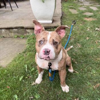 Quincy -  Mixed Breed Dog for Adoption in Hampton Bays, New York - Quincy | PetCurious
