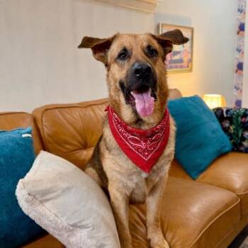 German Shepherd Dog Dogs Available for Adoption - Henry Jo The Sweetheart Shepherd | PetCurious