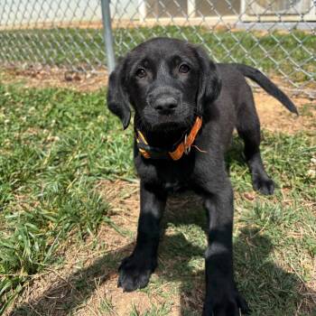 Plott Hound and Mixed Breed Dogs Available for Adoption in Roxboro, North Carolina - Grunt | PetCurious