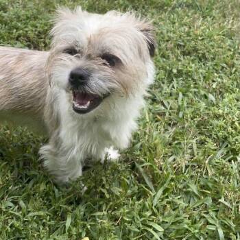Teriyaki 8100 -  Shih Tzu Dog for Adoption in Boca Raton, Florida - Teriyaki 8100 | PetCurious