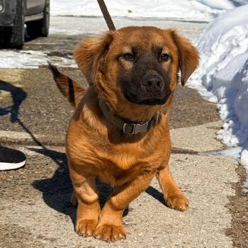 Shepherd and Basset Hound Dogs Available for Adoption - CT Woody | PetCurious