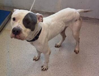 Zeus Caterpillie -  Mixed Breed Dog for Adoption in New York, New York - Zeus Caterpillie | PetCurious