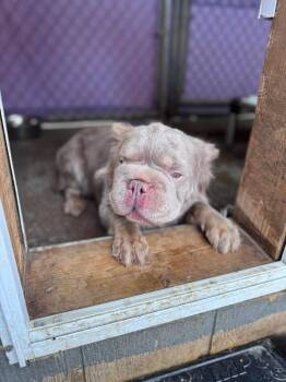 French Bulldog Dogs Available for Adoption - Pinkie | PetCurious