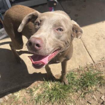 Willow -  Labrador Retriever and Mixed Breed Dog for Adoption in Palestine, Texas - Willow | PetCurious