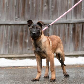 Belgian Shepherd Malinois Dogs Available for Adoption - Toro | PetCurious