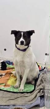 Pickles -  Mixed Breed Dog for Adoption in Exshaw, Alberta - Pickles | PetCurious