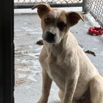 Terrier and Mixed Breed Dogs Available for Adoption in Galax, Virginia - Simon | PetCurious