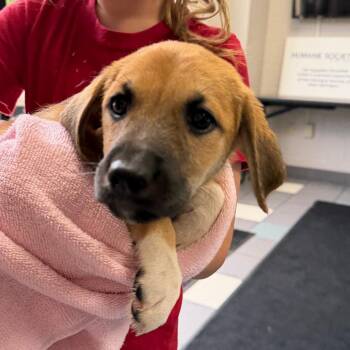 Stevia -  Mixed Breed Dog for Adoption in Walker, Michigan - Stevia | PetCurious