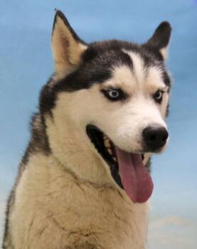 Rescue Siberian Husky Dogs for Adoption in Casa Grande, Arizona - Luka | PetCurious