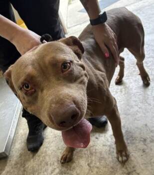 American Staffordshire Terrier and Mixed Breed Dogs Available for Adoption in Gainesville, Florida - Candy Cane | PetCurious