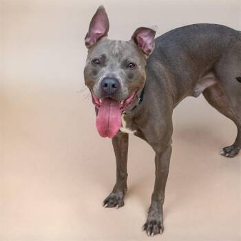 BLUE BOND -  Pit Bull Terrier and Mixed Breed Dog for Adoption in St. Louis, Missouri - BLUE BOND | PetCurious