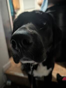 Great Pyrenees Dogs Available for Adoption in Cloquet, Minnesota - Murphy | PetCurious