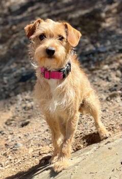 Blondie -  Poodle and Schnauzer Dog for Adoption in Jamestown, California - Blondie | PetCurious