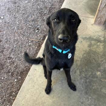 Dante (26-342) -  German Shepherd Dog Dog for Adoption in New Ringgold, Pennsylvania - Dante (26-342) | PetCurious