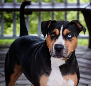 Rescue Mixed Breed Dogs for Adoption in Ocala, Florida - Hoku | PetCurious