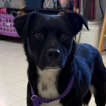 Fletcher -  Terrier Dog for Adoption in Jacksonville, Arkansas - Fletcher | PetCurious