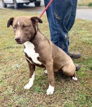 Terrier Dogs Available for Adoption - Brownie 26D-042 | PetCurious