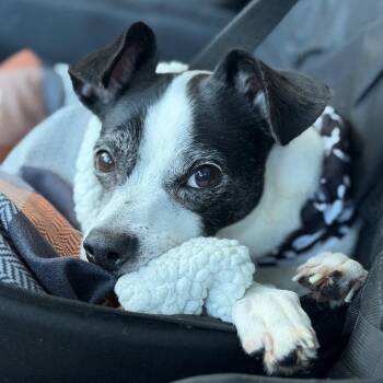 Frank-N-Stein -  Rat Terrier and Chihuahua Dog for Adoption in New Orleans, Louisiana - Frank-N-Stein | PetCurious