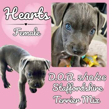 Hearts -  American Staffordshire Terrier Dog for Adoption in Caldwell, Texas - Hearts | PetCurious
