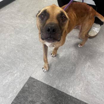 Condor -  Mixed Breed Dog for Adoption in Philadelphia, Pennsylvania - Condor | PetCurious