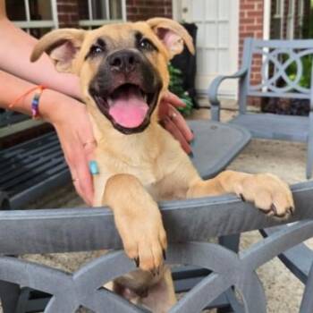 Tawny Butterfly Sweet Happy Boy -  German Shepherd Dog and Black Mouth Cur Dog for Adoption in Friendswood, Texas - Tawny Butterfly Sweet Happy Boy | PetCurious